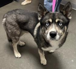 Shelter Stray Male Dog last seen E Shaw Ave & N McCall Ave, Clovis Zone Fresno CO 4 93619, CA, 1510 W Dan Ronquillo Dr, Fresno, CA 93706, USA