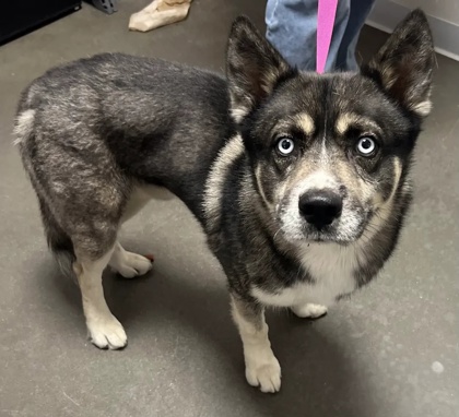 Shelter Stray Male Dog last seen E Shaw Ave & N McCall Ave, Clovis Zone Fresno CO 4 93619, CA, 1510 W Dan Ronquillo Dr, Fresno, CA 93706, USA