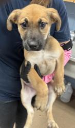 Shelter Stray Male Dog last seen Near Wesley Chapel Rd, Decatur, GA 30035, 30035, GA, 3280 Chamblee Dunwoody Rd, Chamblee, GA 30341, USA