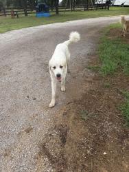 Found/Stray Male Dog last seen Near and county road 808, Cleburne, TX 76031