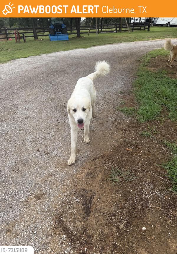Found/Stray Male Dog last seen Near and county road 808, Cleburne, TX 76031