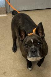 Shelter Stray Male Dog last seen Near Redan Road, 30032, GA, 3280 Chamblee Dunwoody Rd, Chamblee, GA 30341, USA