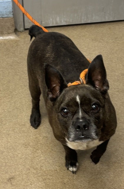 Shelter Stray Male Dog last seen Near Redan Road, 30032, GA, 3280 Chamblee Dunwoody Rd, Chamblee, GA 30341, USA