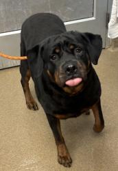Shelter Stray Female Dog last seen , 30034, GA, 3280 Chamblee Dunwoody Rd, Chamblee, GA 30341, USA