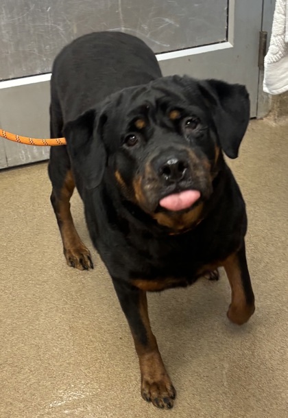Shelter Stray Female Dog last seen , 30034, GA, 3280 Chamblee Dunwoody Rd, Chamblee, GA 30341, USA
