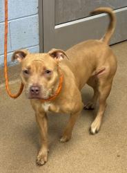 Shelter Stray Female Dog last seen , 30083, GA, 3280 Chamblee Dunwoody Rd, Chamblee, GA 30341, USA