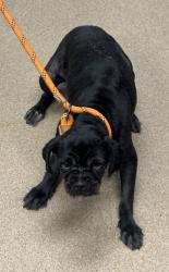 Shelter Stray Female Dog last seen , 30021, GA, 3280 Chamblee Dunwoody Rd, Chamblee, GA 30341, USA