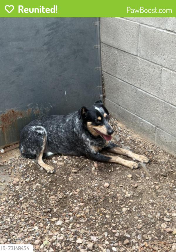 Reunited Female Dog last seen Near Carmel Ave NE, Albuquerque, NM 87113, USA, Albuquerque, NM 87113