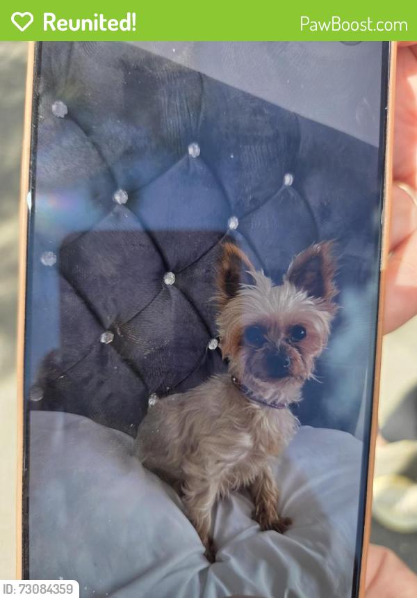 Reunited Female Dog last seen Alum rock, West Midlands, England B8 3EB