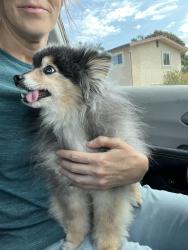 Reunited Unknown Dog last seen crestview la mesa, La Mesa, CA 91941