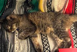 Reunited Male Cat last seen Race St. near Willow Place between Hutchinson and Greendale, Pittsburgh, PA 15218