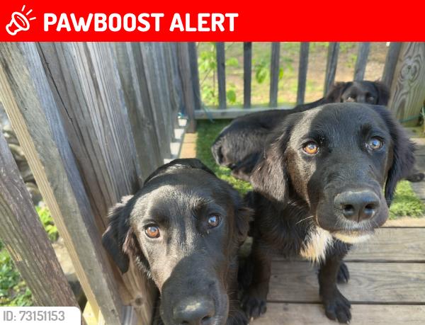 Lost Male Dog last seen Tunnel hill, Houston Valley Rd, GA 30755