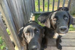 Lost Male Dog last seen Tunnel hill, Houston Valley Rd, GA 30755