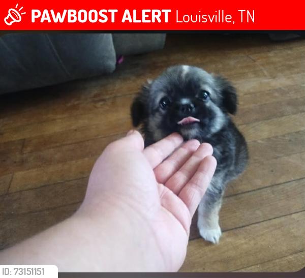 Lost Male Dog last seen Topside and Johnson Rd., Louisville, TN 37777