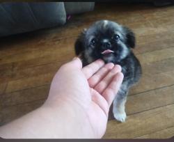 Lost Male Dog last seen Topside and Johnson Rd., Louisville, TN 37777