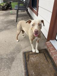 Reunited Female Dog last seen Autumn Trl, Royse City, TX 75189