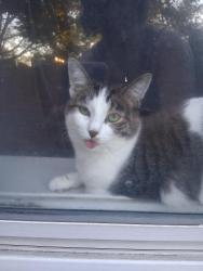 Lost Female Cat last seen NoBull Storage, Airway Heights, WA 99001
