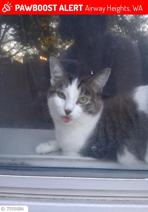 Lost Female Cat last seen NoBull Storage, Airway Heights, WA 99001
