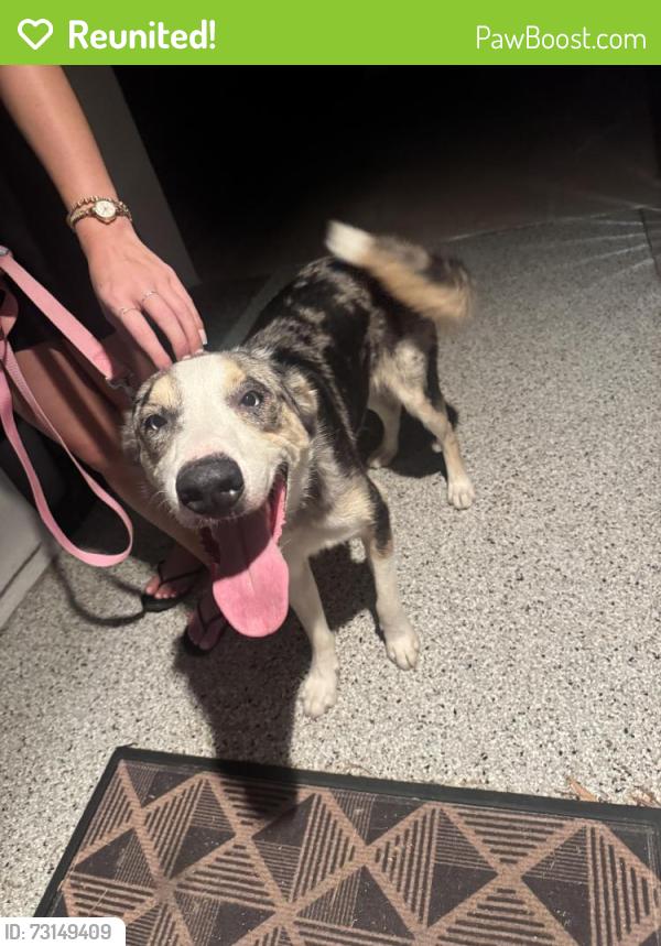Reunited Female Dog last seen 86th Street and Orange Blossom Ln, Scottsdale, AZ 85250