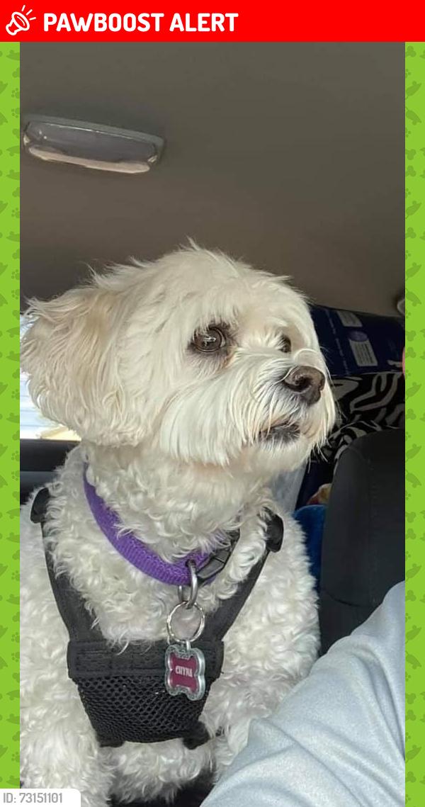 Lost Female Dog last seen Camino del oeste/ Red Wolf Dr, Tucson Mountains, AZ 85745