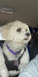 Lost Female Dog last seen Camino del oeste/ Red Wolf Dr, Tucson Mountains, AZ 85745