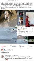 Found/Stray Male Dog last seen Arogaste - Priano Forest & Cropani Shadow, Tavola, TX 77357