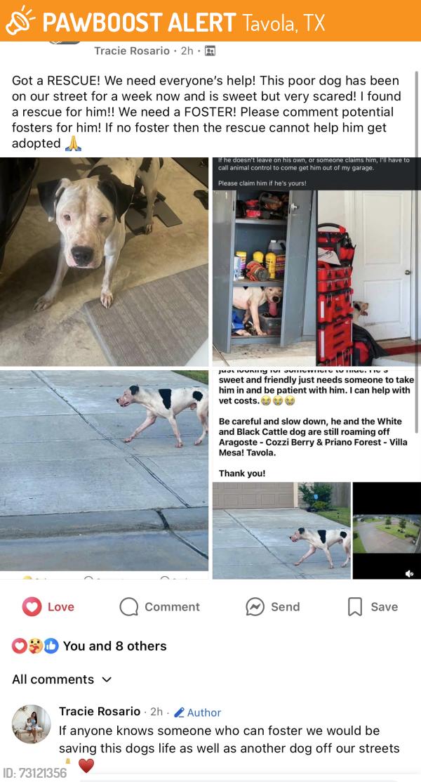 Found/Stray Male Dog last seen Arogaste - Priano Forest & Cropani Shadow, Tavola, TX 77357