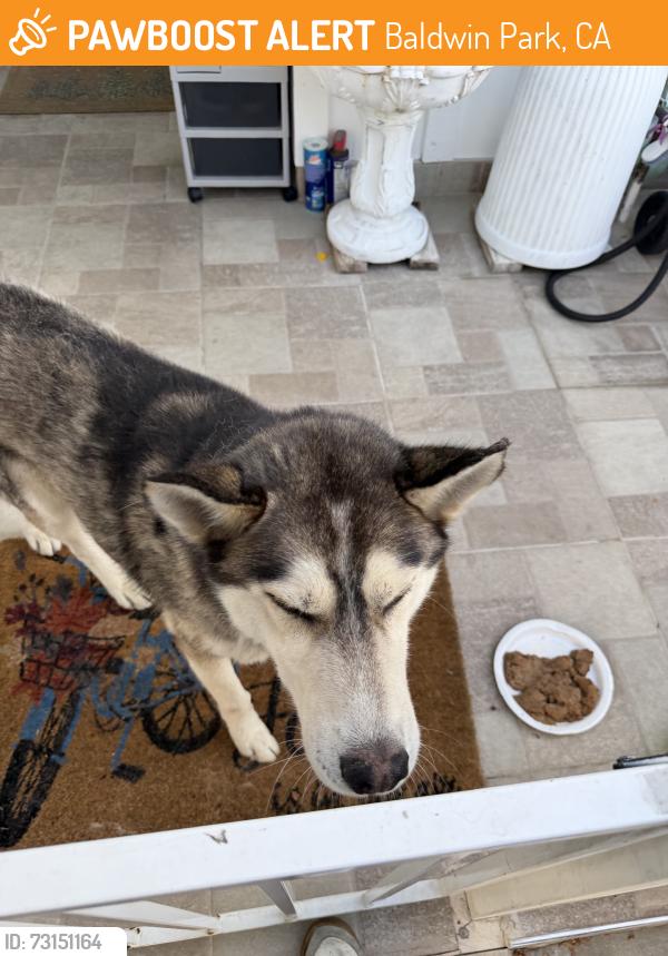 Found/Stray Male Dog last seen Kenoak drive Baldwin park, Baldwin Park, CA 91706