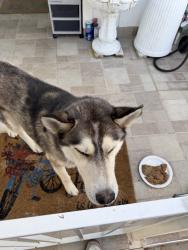 Found/Stray Male Dog last seen Kenoak drive Baldwin park, Baldwin Park, CA 91706