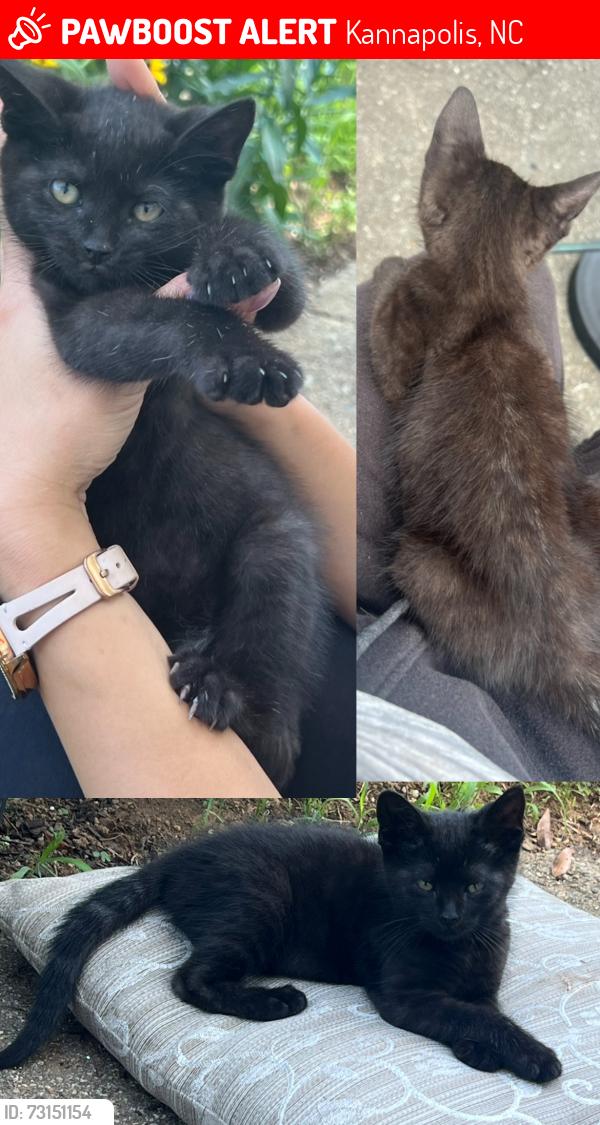 Lost Female Cat last seen Jackson Park Rd and N Cannon Blvd, Kannapolis, NC 28083