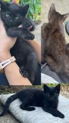 Lost Female Cat last seen Jackson Park Rd and N Cannon Blvd, Kannapolis, NC 28083