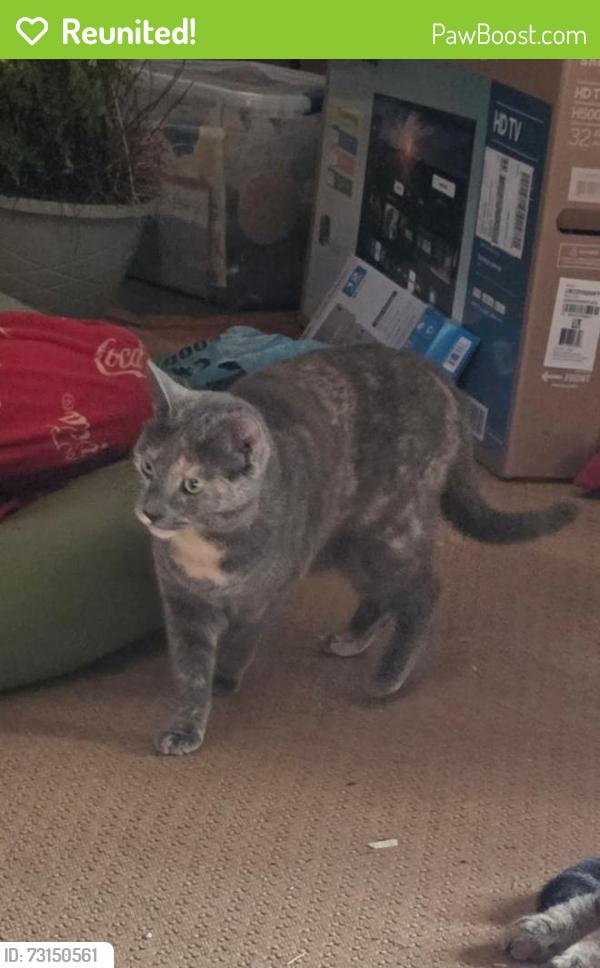 Reunited Female Cat last seen Hwy 15 Arvonia, near trash dump and old Arvonia Primary school, New Canton, VA 23123
