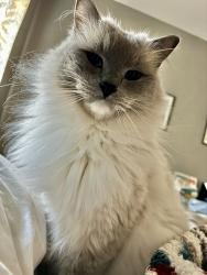 Reunited Male Cat last seen 26th & Kearney, Denver, CO 80207
