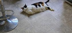 Reunited Female Cat last seen Near W 35th Terrace S, Independence, MO 64055, USA, Independence, MO 64055