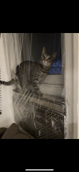 Lost Female Cat last seen Howard and somerset, Philadelphia, PA 19133