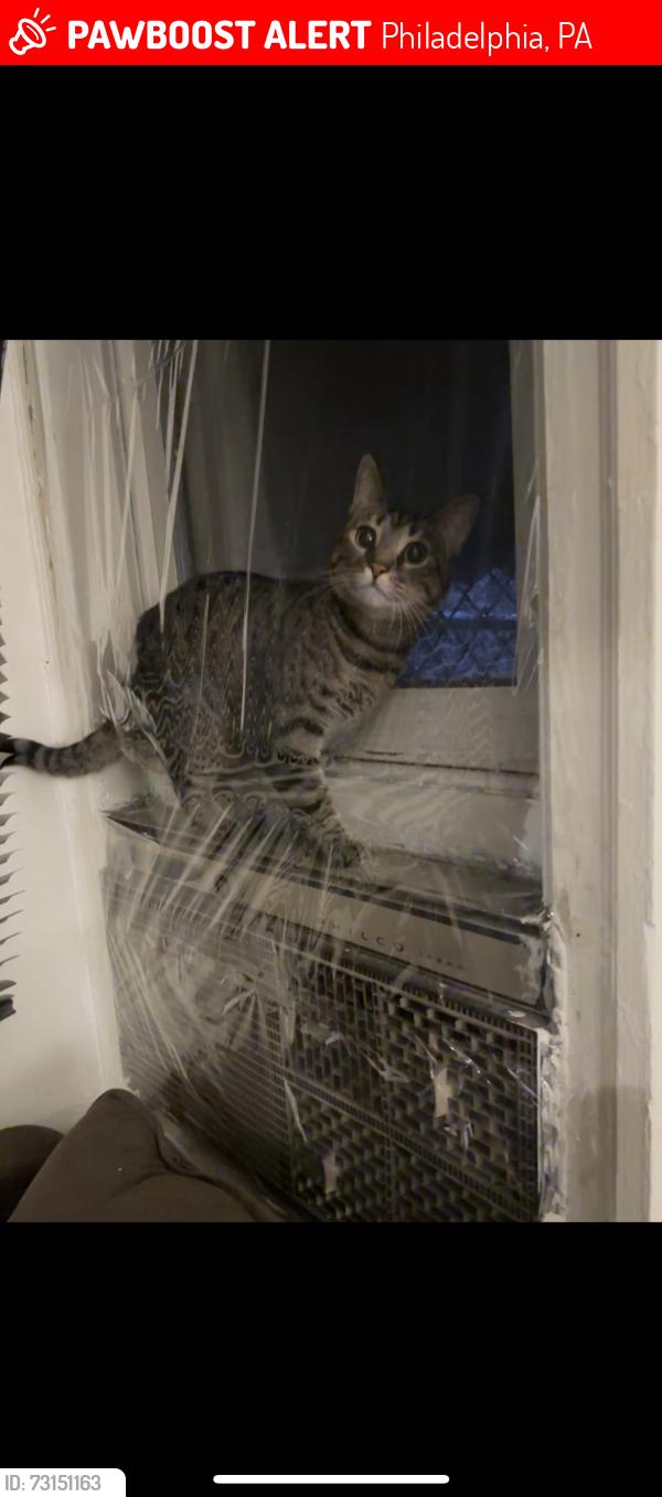 Lost Female Cat last seen Howard and somerset, Philadelphia, PA 19133