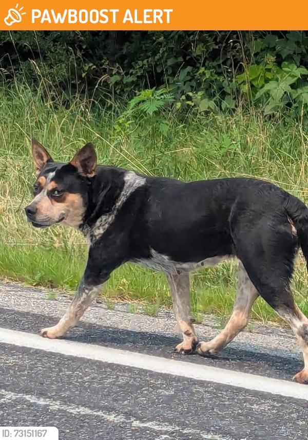 Found/Stray Unknown Dog last seen Rt 45 and Huntingdon Furnace rd, Huntingdon County, PA 16686