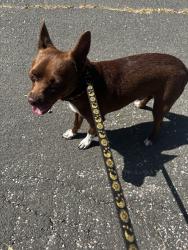 Found/Stray Male Dog last seen 25th and King St, Westside Colorado Springs, Colorado Springs, CO 80904