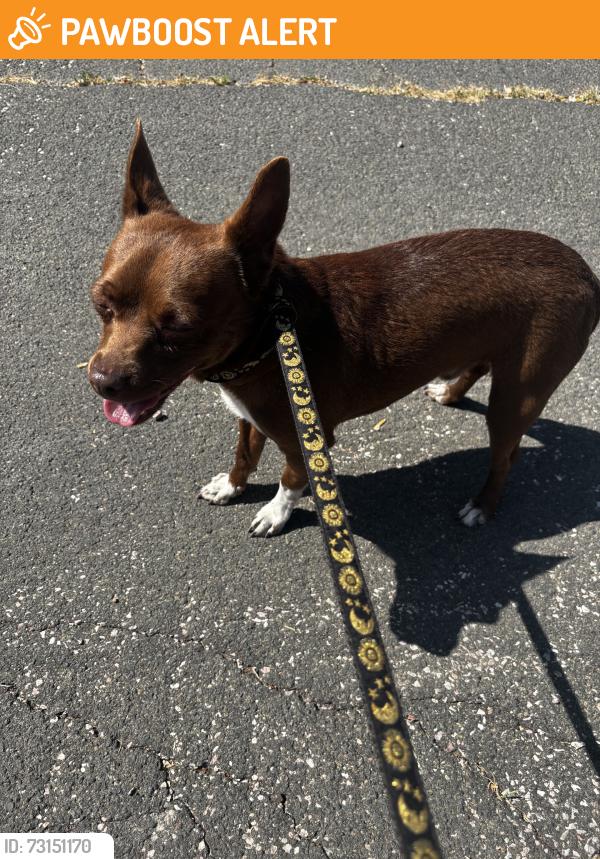 Found/Stray Male Dog last seen 25th and King St, Westside Colorado Springs, Colorado Springs, CO 80904