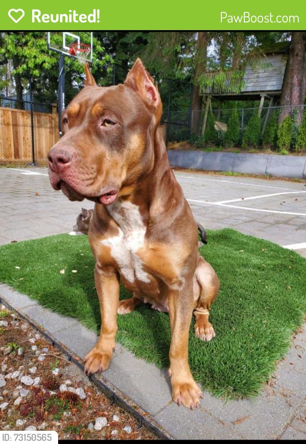 Reunited Female Dog last seen North Surrey / Central City, Surrey, BC 