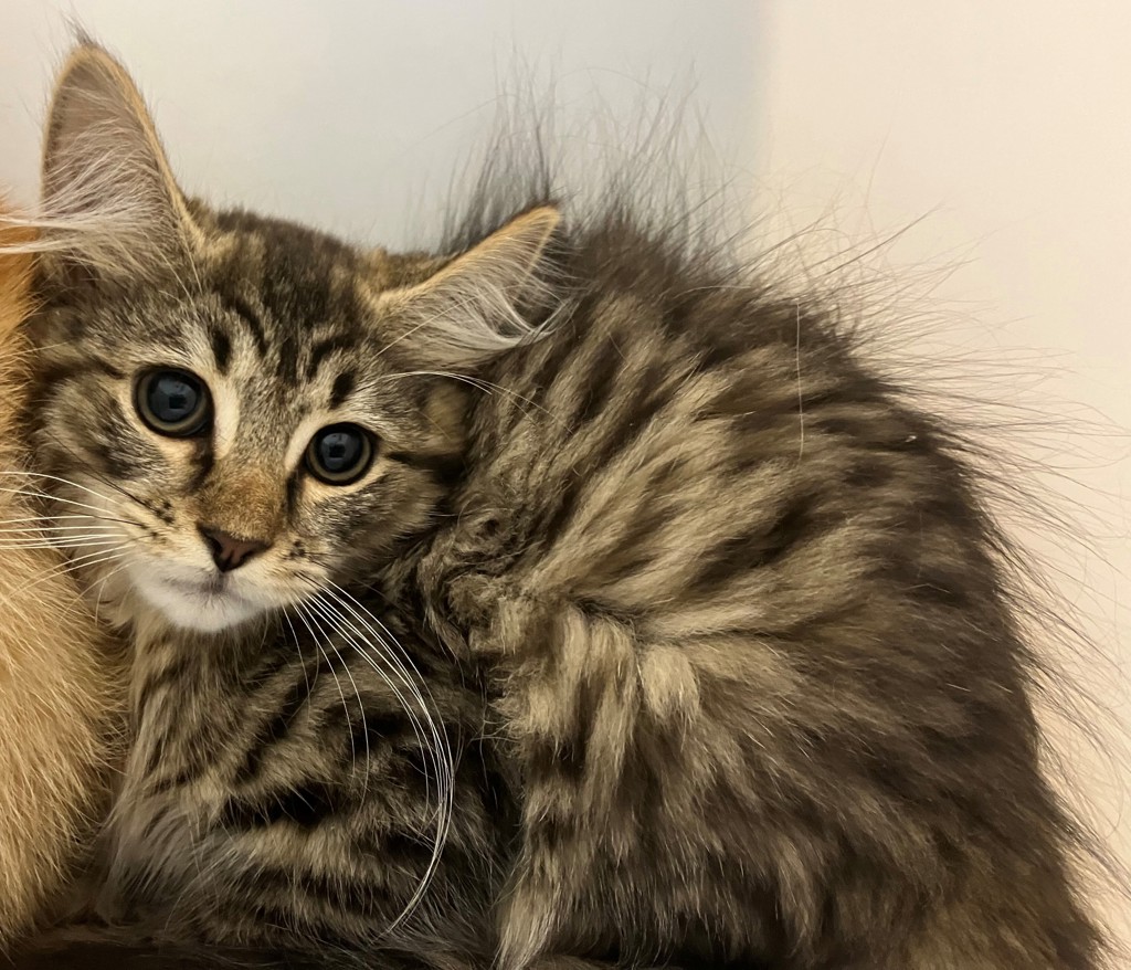 Shelter Stray Female Cat last seen Near John Street, STATEN ISLAND, NY, 10302, 3139 Veterans Rd W, Staten Island, NY 10309, USA