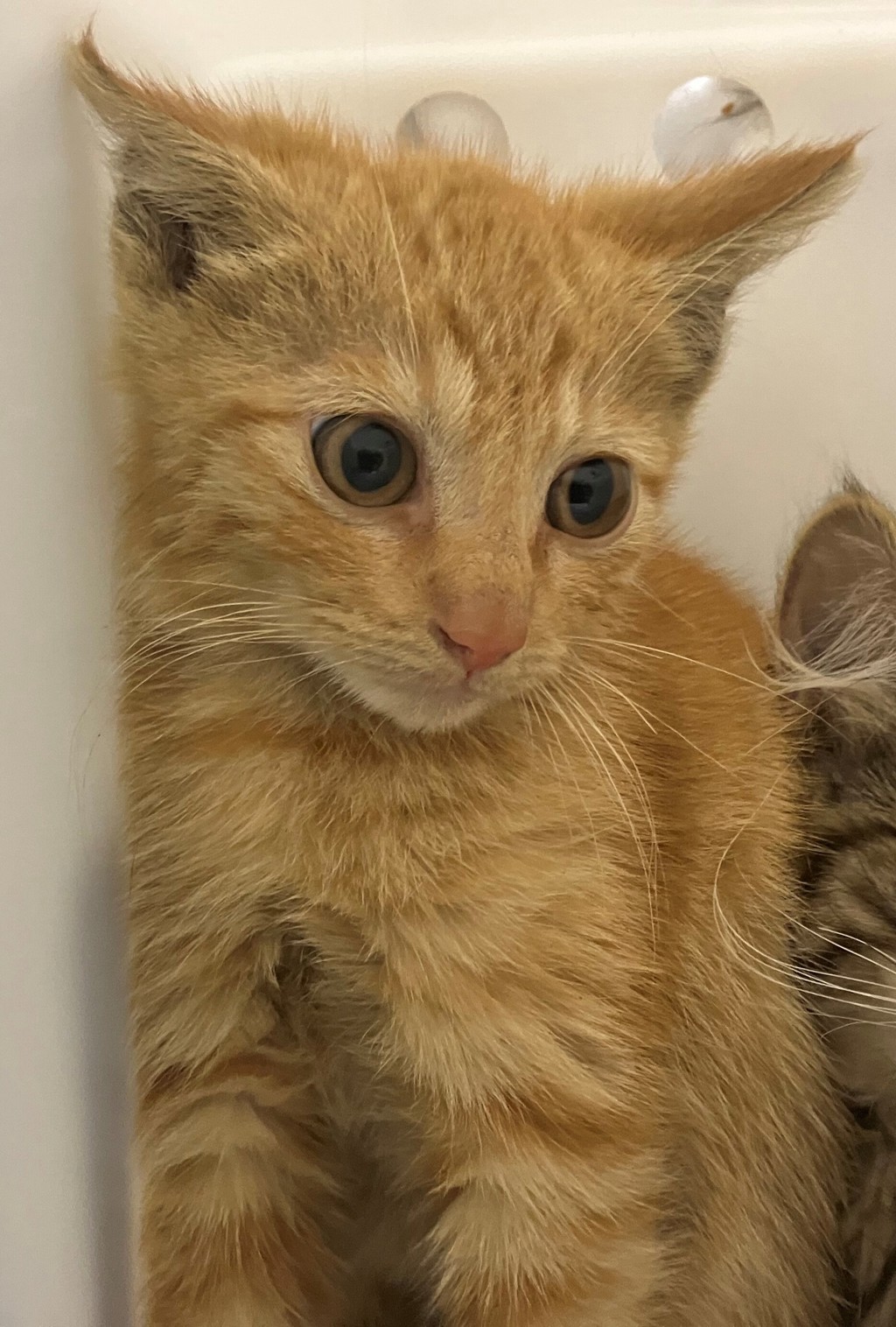 Shelter Stray Male Cat last seen Near John Street, STATEN ISLAND, NY, 10302, 3139 Veterans Rd W, Staten Island, NY 10309, USA
