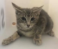 Shelter Stray Male Cat last seen Near John Street, STATEN ISLAND, NY, 10302, 3139 Veterans Rd W, Staten Island, NY 10309, USA