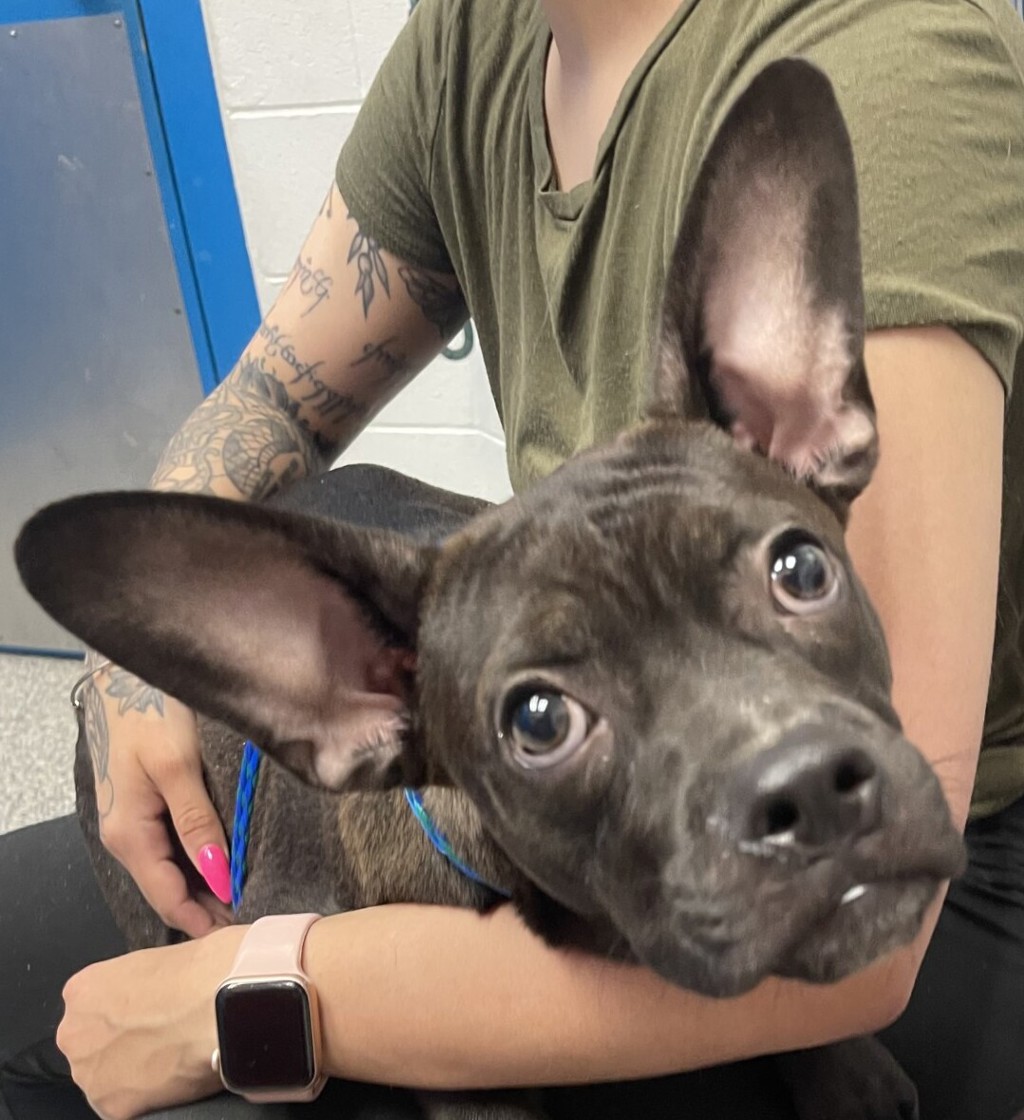 Shelter Stray Male Dog last seen 72nd and depew, Westminster, CO, 80003, 580 McIntyre St, Golden, CO 80401, USA