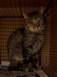 Shelter Stray Male Cat last seen Near Glen Ora Street, AUSTIN, TX, 78704, 7201 Levander Loop bldg a, Austin, TX 78702, USA
