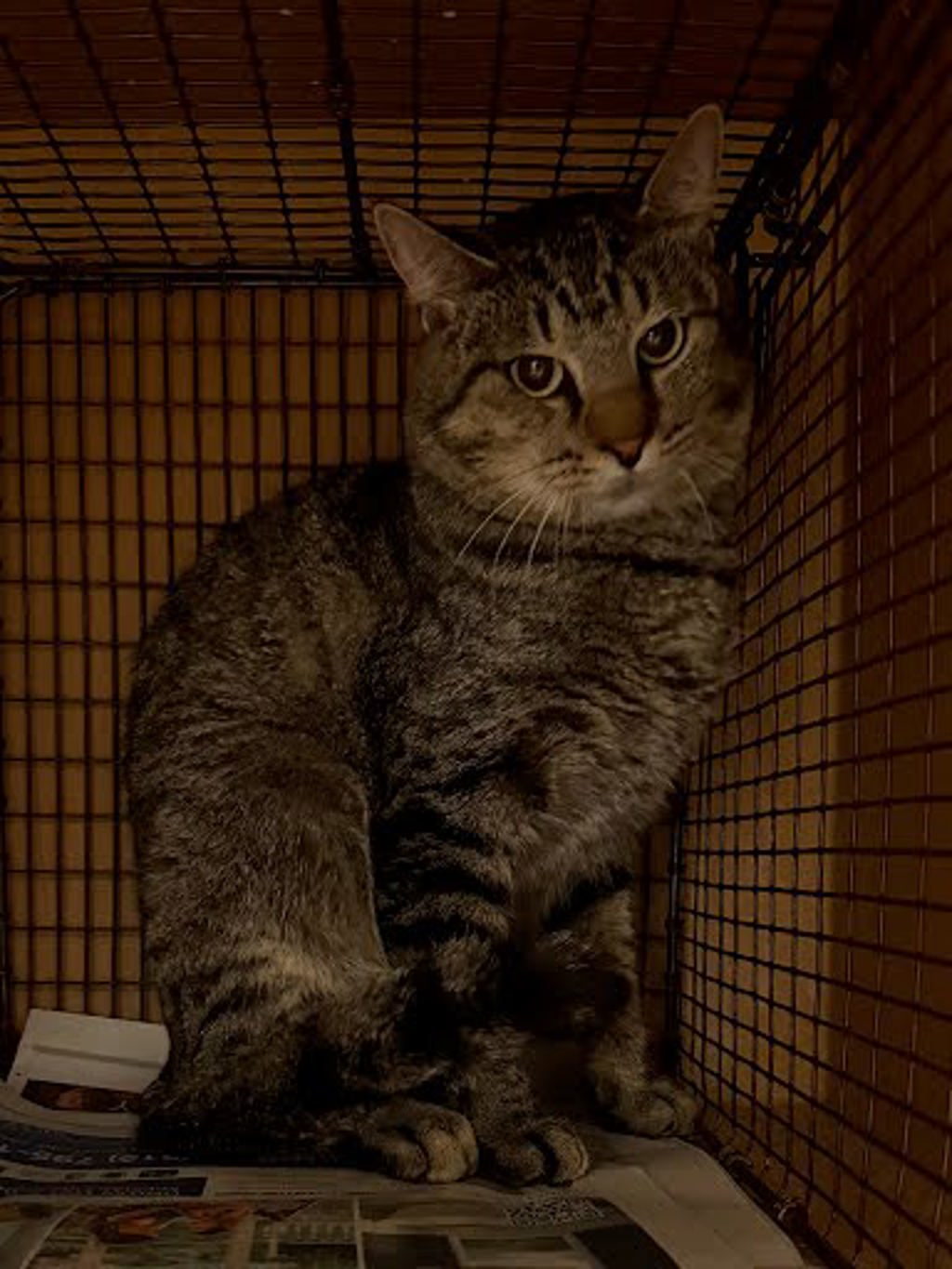 Shelter Stray Male Cat last seen Near Glen Ora Street, AUSTIN, TX, 78704, 7201 Levander Loop bldg a, Austin, TX 78702, USA
