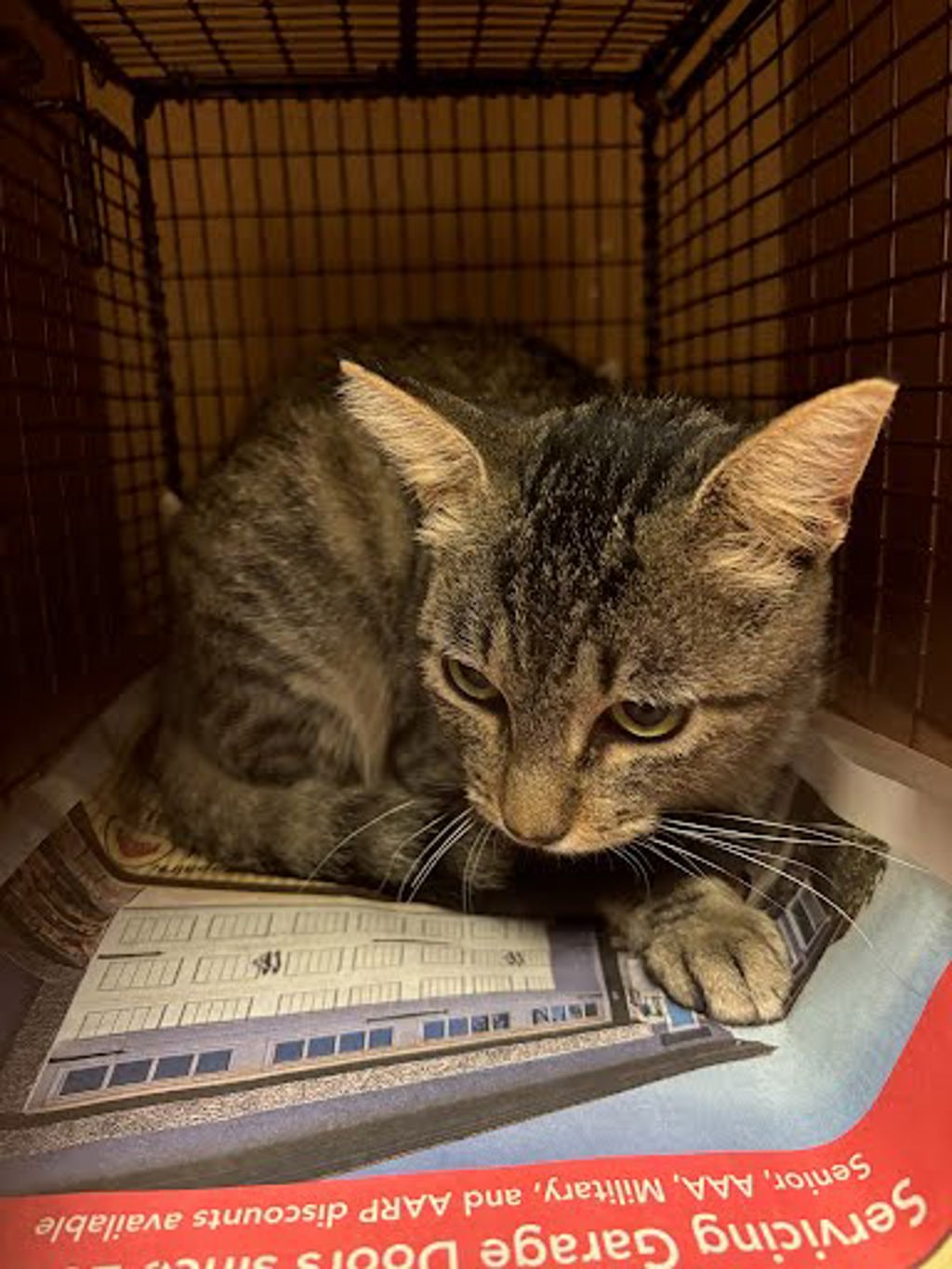 Shelter Stray Female Cat last seen Near Hearthside Drive, AUSTIN, TX, 78757, 7201 Levander Loop bldg a, Austin, TX 78702, USA
