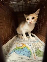 Shelter Stray Female Cat last seen Near Hearthside Drive, AUSTIN, TX, 78757, 7201 Levander Loop bldg a, Austin, TX 78702, USA