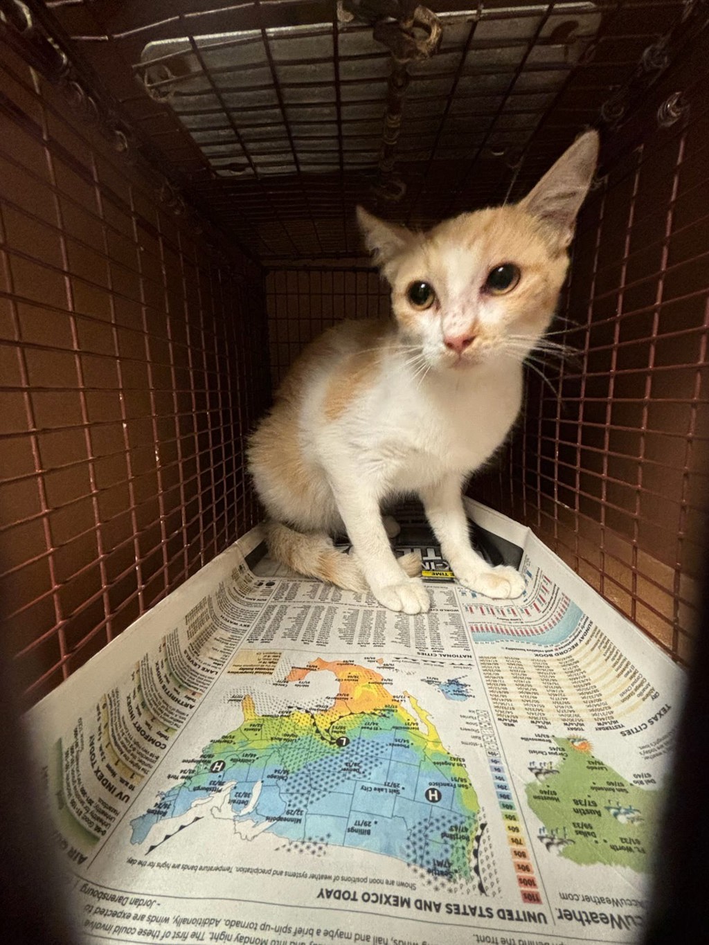 Shelter Stray Female Cat last seen Near Hearthside Drive, AUSTIN, TX, 78757, 7201 Levander Loop bldg a, Austin, TX 78702, USA