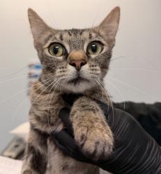 Shelter Stray Female Cat last seen Near Oak Knoll, Poway, CA, 92064, 5500 Gaines St, San Diego, CA 92110, USA